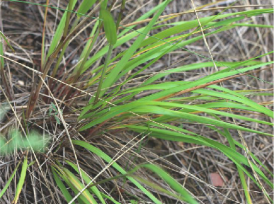 药老（禾本科药用植物）