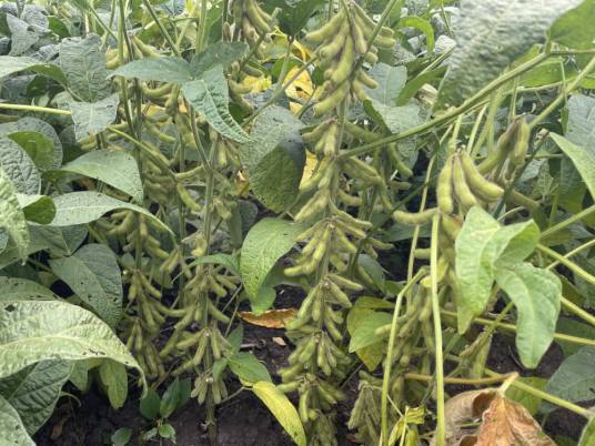 大豆（豆科大豆属植物）