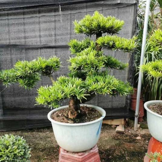 小叶罗汉松（罗汉松科罗汉松属植物）