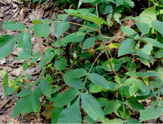 盐肤木（中药）