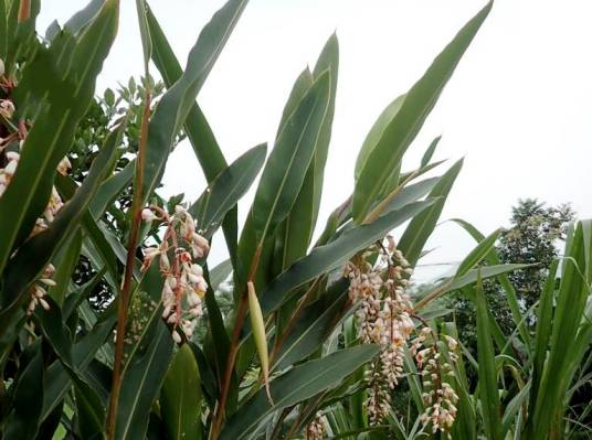 白豆蔻（姜科豆蔻属植物）