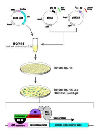 酵母三杂交系统
