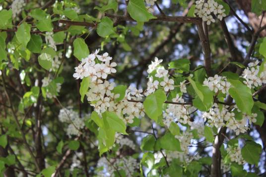 豆梨（蔷薇科梨属植物）
