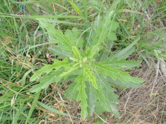 大刺儿菜（菊科蓟属植物）