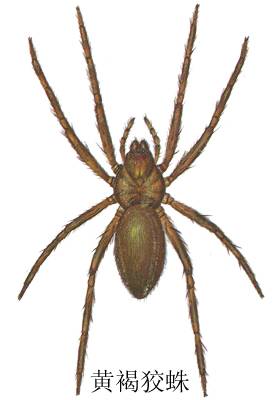 黄褐狡蛛