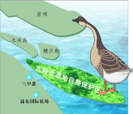上海九段沙湿地国家级自然保护区