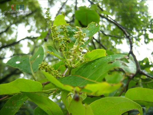 诃子（中药名）