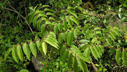 生漆（中药材）