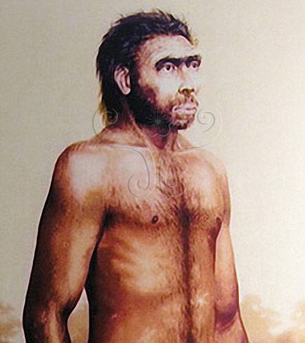 匠人（灵长目人科人属下已灭绝的古人类）