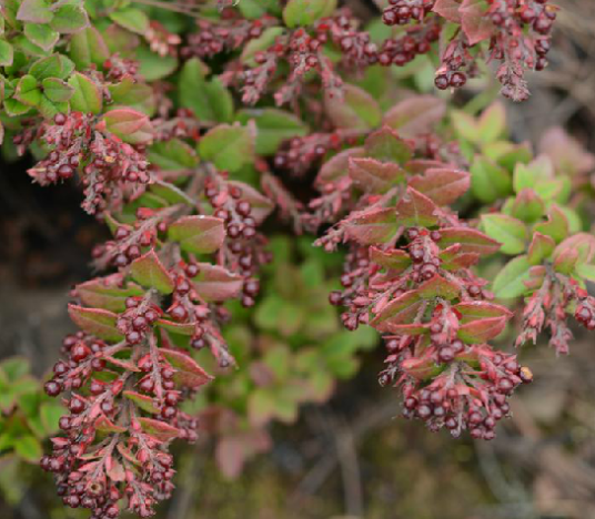 乌饭子（中药）