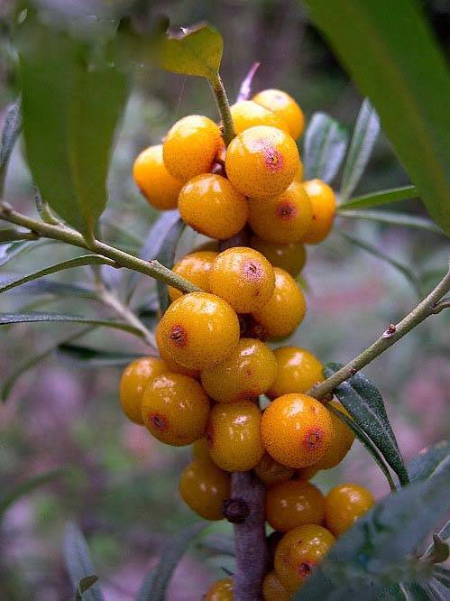 醋柳果(植物物种)