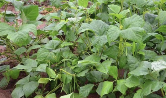 绿豆（豆科豇豆属的一种植物）