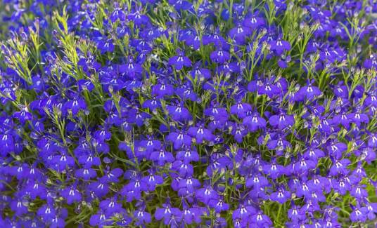 半边莲（桔梗科半边莲属植物）