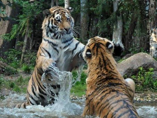 东北虎及远东豹