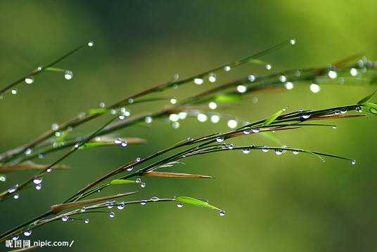 露水（中药应用）