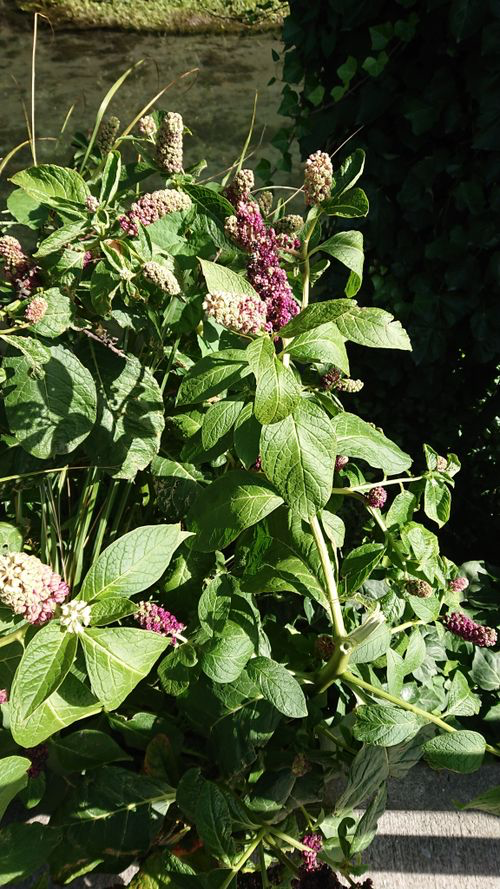 商陆（商陆科商陆属植物）