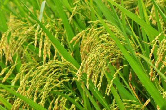 早稻（粮食作物）