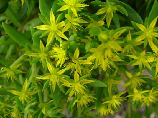 佛甲草屋顶无土绿化