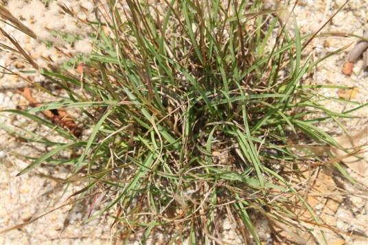 蜈蚣草（禾本科蜈蚣草属植物）