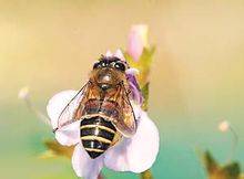 黑蜂（国家级保护蜂种）