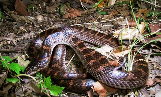 赤链蛇（游蛇科白环蛇属的无毒蛇）