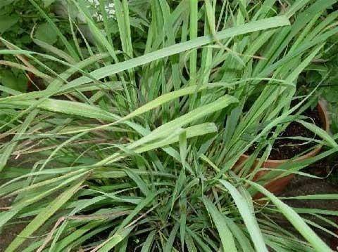 康尔馨（热带的芳香草）