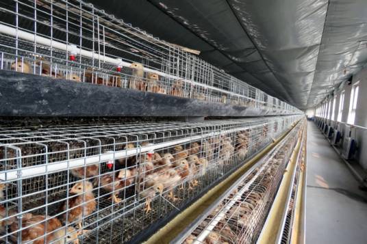 鸡舍（指鸡栖息的地方）