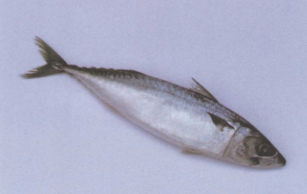 鲐鱼（中药）