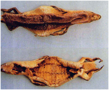 石龙子（中药）