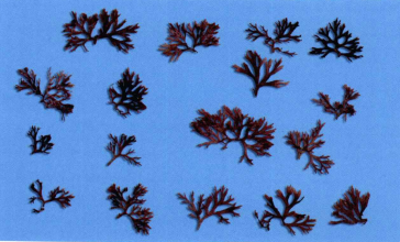 鹧鸪菜（中药）