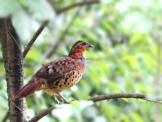 竹鸡（鸡形目雉科动物）