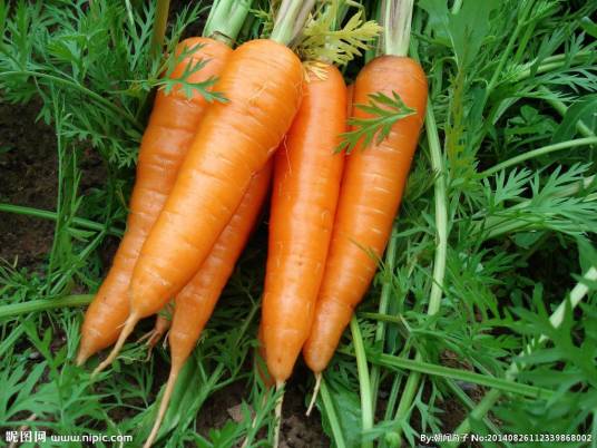 头伏萝卜二伏菜