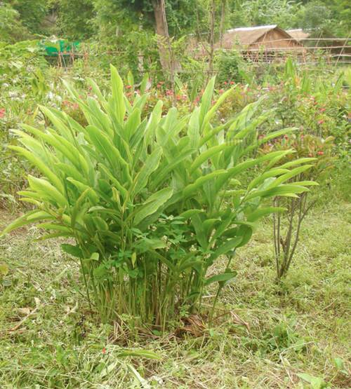 高良姜（姜科山姜属植物）