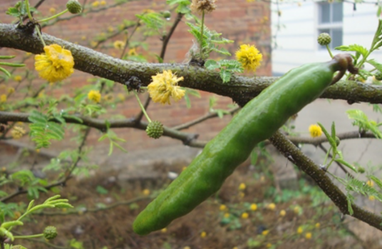 金合欢属（相思树属别名）