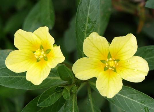 水龙（柳叶菜科丁香蓼属植物）