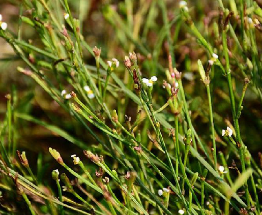 虾须草（中药）