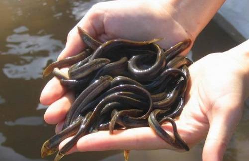 泥鳅无土养殖技术