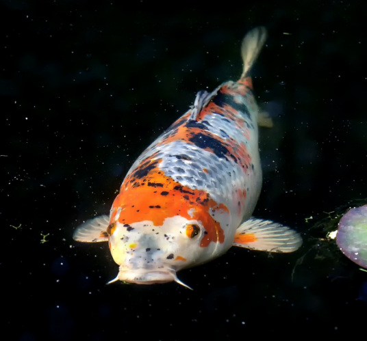 锦鲤（人工培育的观赏鲤品种统称）