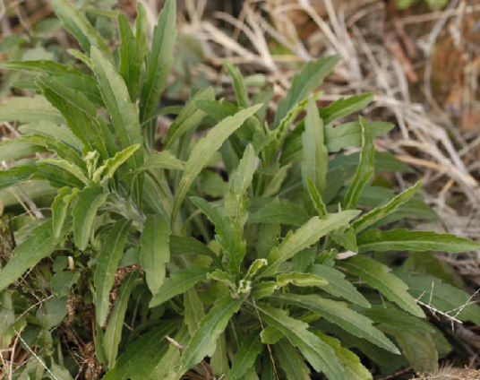 小飞蓬（中药）