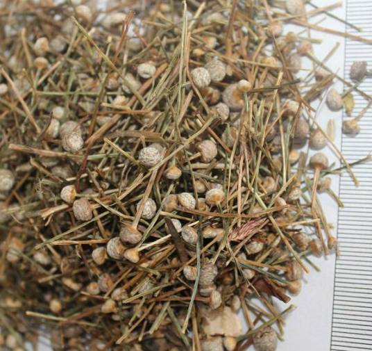 谷精草（中药）