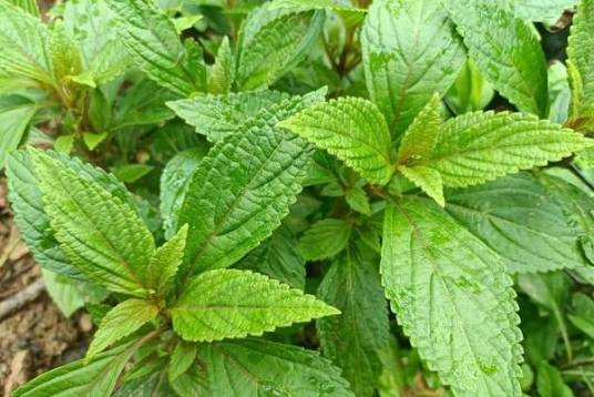 溪黄草（唇形科香茶菜属植物）