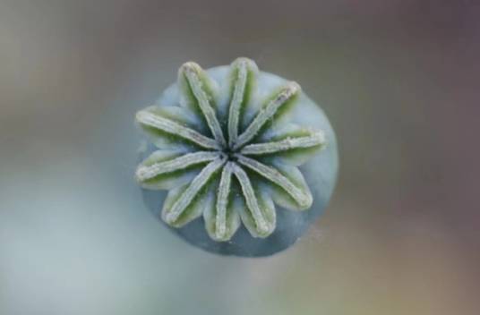 罂粟（中药材）