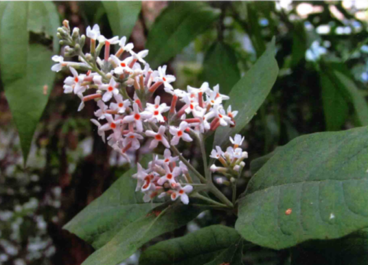 密蒙花（玄参科醉鱼草属植物）