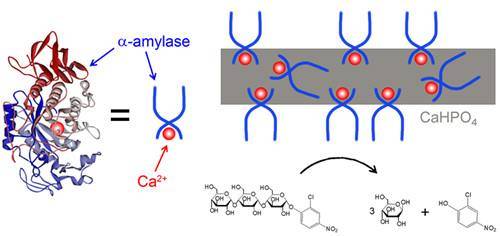 协同效应（化学现象）