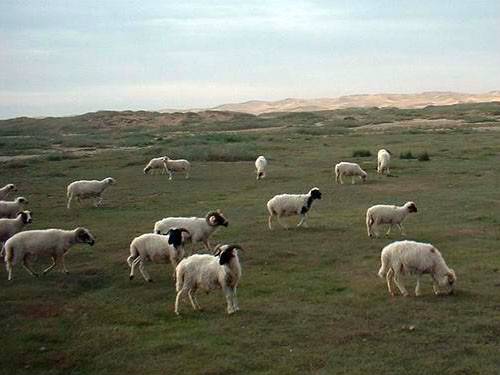 滩羊（绵羊属动物）