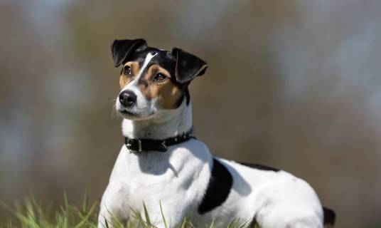 丹麦瑞典农场犬