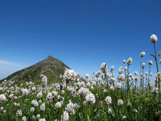 太白花（中药材）