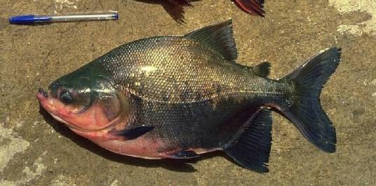 黑鳍巨脂鲤