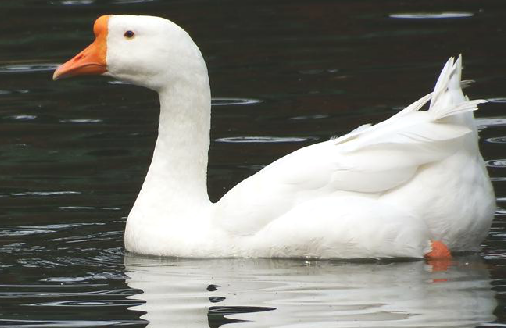 鹅肉（中药材）