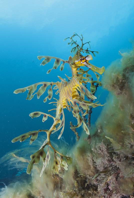 叶海龙（海龙科叶海龙属鱼类）
